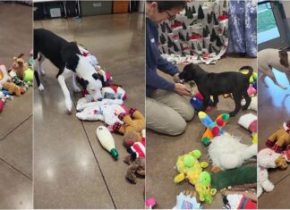 WATCH: Animal Shelter Lets Its Shelter Dogs Pick Out Their Own Christmas Toys