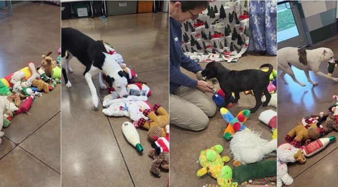 WATCH: Animal Shelter Lets Its Shelter Dogs Pick Out Their Own Christmas Toys
