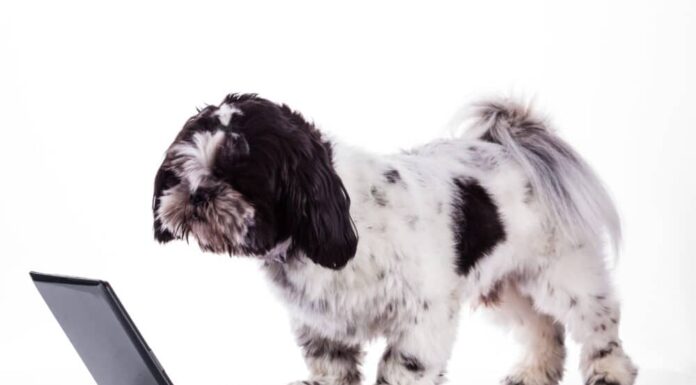 Weekly Roundup: Funny Dog Posts From Last Week (Jul 22)