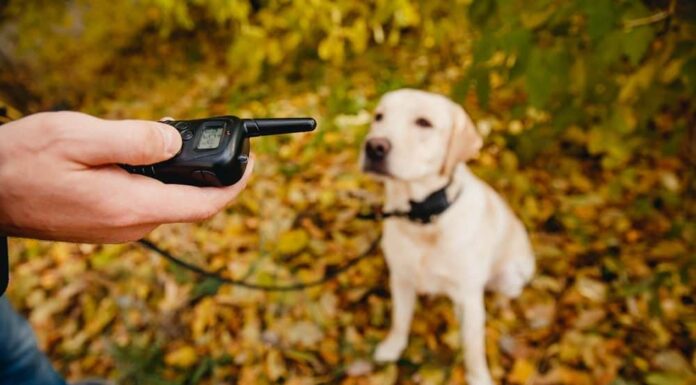 BREAKING: Petco Ends the Sale of Electronic “Shock” Collars