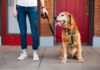 The Best No-Pull Harnesses for Dogs