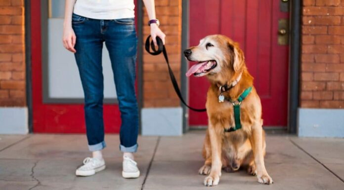 The Best No-Pull Harnesses for Dogs