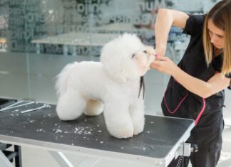 How To Groom A Bichon Frise At Home With 14 Simple Steps