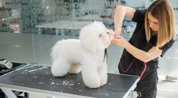 How To Groom A Bichon Frise At Home With 14 Simple Steps
