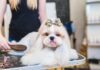13 Simple Steps to Grooming A Shih Tzu At Home