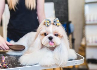 13 Simple Steps to Grooming A Shih Tzu At Home