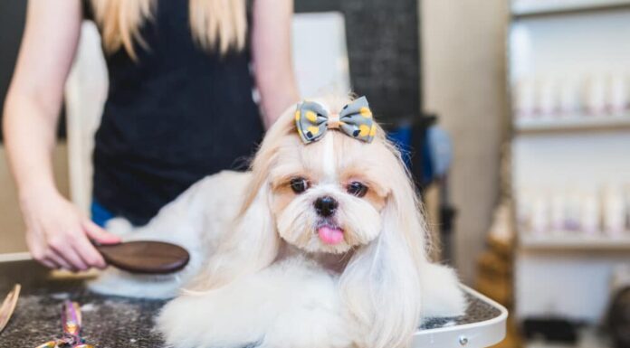 13 Simple Steps to Grooming A Shih Tzu At Home