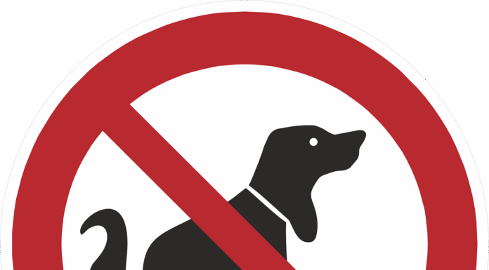 Top Diets for Dogs Suffering from Chronic Diarrhea