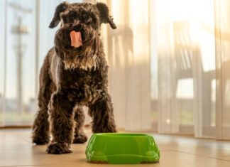 Understanding Limited Ingredient Dog Food Benefits for Your Pet