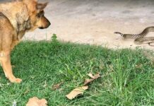 5 Things To Do If You See A Snake While Walking Your Dog