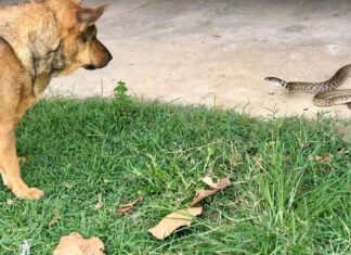 5 Things To Do If You See A Snake While Walking Your Dog