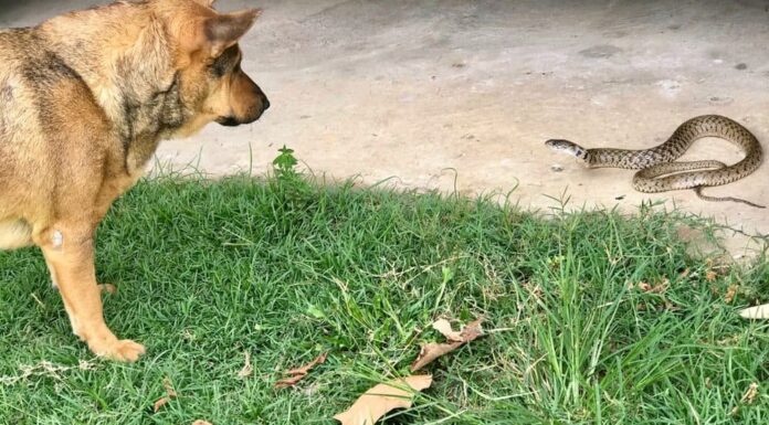 5 Things To Do If You See A Snake While Walking Your Dog