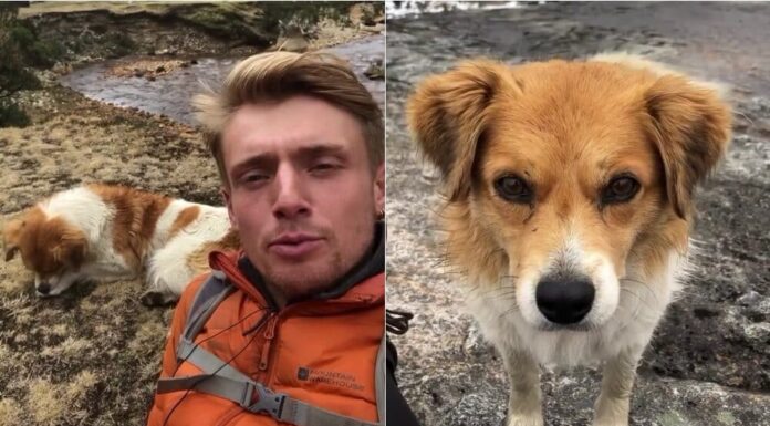 Friendly Dog Guides British Hiker To Safety While 15,000ft Up In The Peruvian Mountains