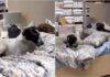 Stray Dogs In Istanbul Go Viral For Lying On A Display Bed Inside A Store