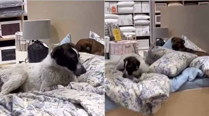 Stray Dogs In Istanbul Go Viral For Lying On A Display Bed Inside A Store