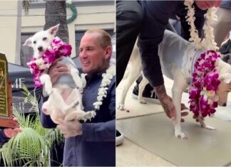 Surfing Dog Gets Inducted Into Surfer’s Hall Of Fame In California