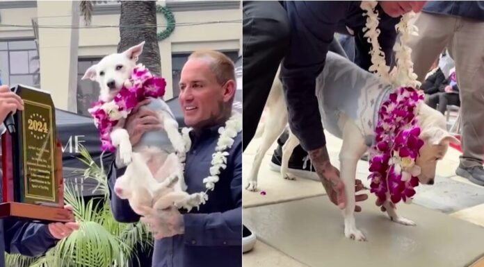 Surfing Dog Gets Inducted Into Surfer’s Hall Of Fame In California