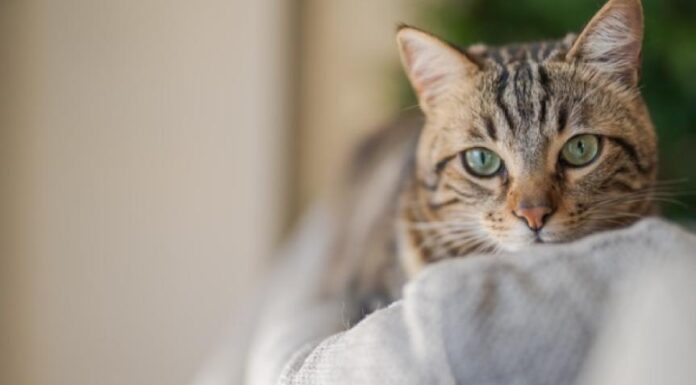 Top Cat Foods for Sensitive Stomachs: Ultimate Guide