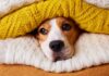 Dogs And Autumn: Essential Clothing Items For Your Dog This Season