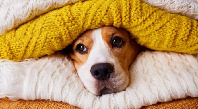 Dogs And Autumn: Essential Clothing Items For Your Dog This Season