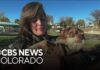 Colorado Community Steps Up And Replaces Senior Dog’s Stolen Wheelchair