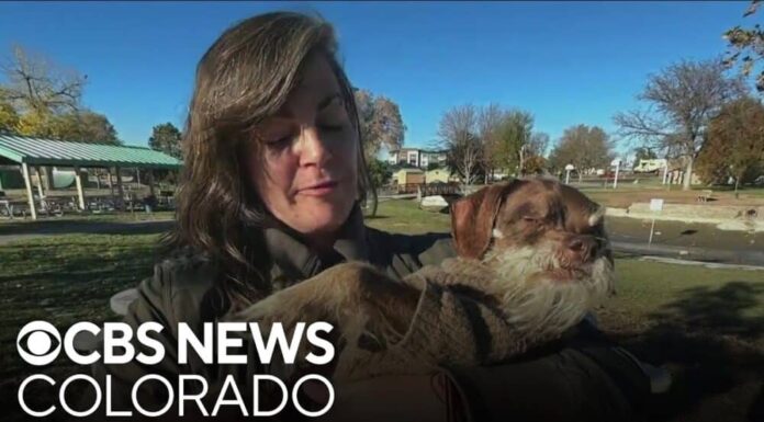Colorado Community Steps Up And Replaces Senior Dog’s Stolen Wheelchair