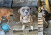 Three Abandoned Dogs Chained In A Neglected Shelter Found And Rescued