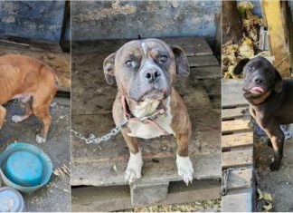 Three Abandoned Dogs Chained In A Neglected Shelter Found And Rescued
