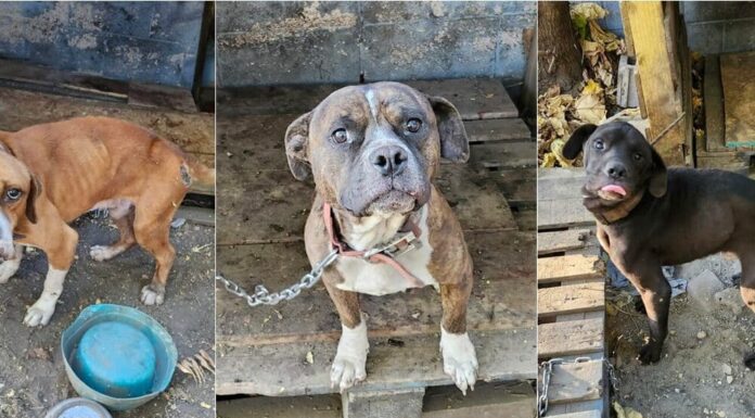 Three Abandoned Dogs Chained In A Neglected Shelter Found And Rescued