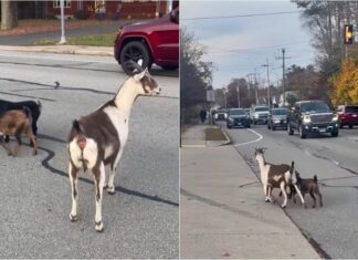 Fire Station In Massachusetts Gets Unexpected “Visitors” – A Dog And 3 Goats