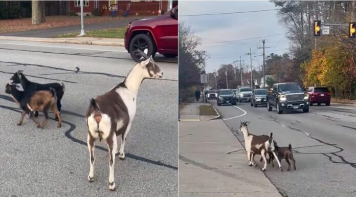 Fire Station In Massachusetts Gets Unexpected “Visitors” – A Dog And 3 Goats