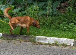 5 Tips To Help Your Dog Stop Peeing Inside The House