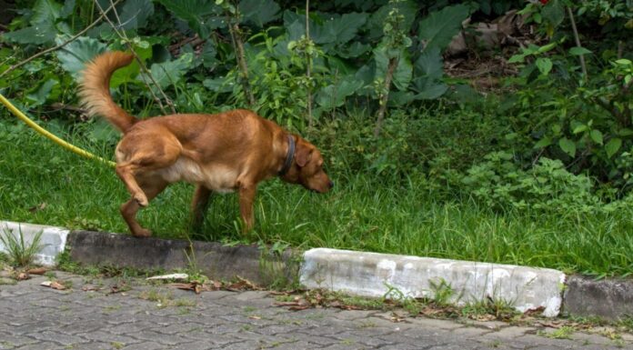 5 Tips To Help Your Dog Stop Peeing Inside The House
