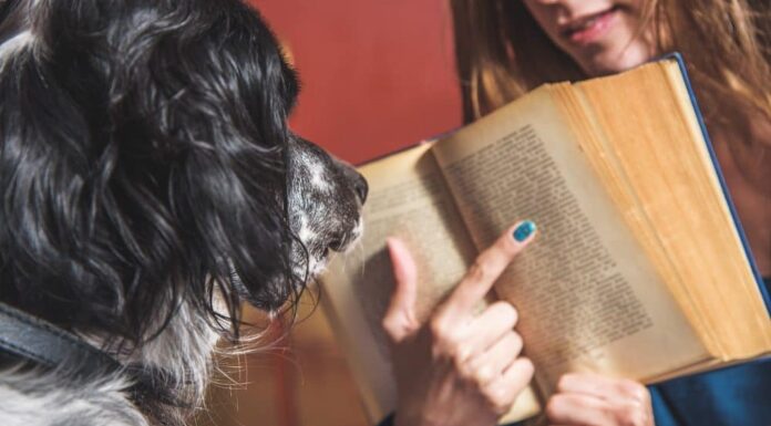 6 Dog Training Myths: Debunked!