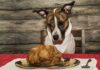 12 (Sometimes Surprising) Thanksgiving Day Foods That Can Kill Your Dog