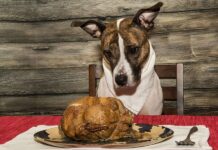 12 (Sometimes Surprising) Thanksgiving Day Foods That Can Kill Your Dog
