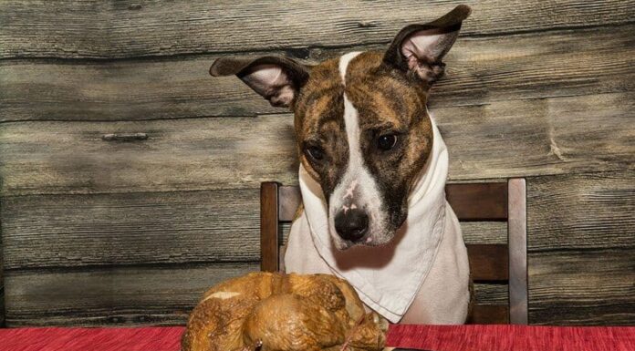 12 (Sometimes Surprising) Thanksgiving Day Foods That Can Kill Your Dog