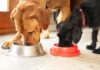 Dry vs. Wet Dog Food: Find the Best Choice for Your Pet