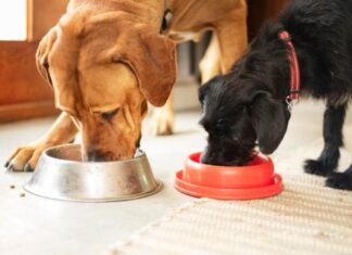 Dry vs. Wet Dog Food: Find the Best Choice for Your Pet