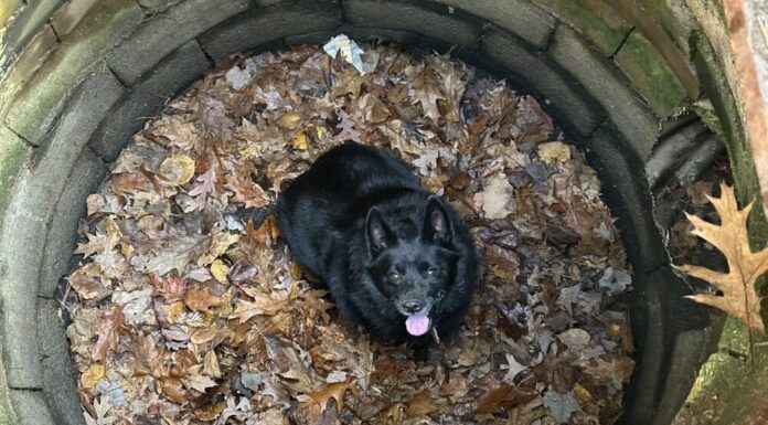 Unbothered And Unapologetic Dog Gets Rescued From Storm Drain