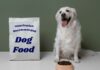 Essential Vet-Recommended Pet Foods You Must Know About