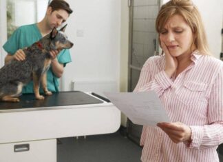 The Importance of Preparing for Unexpected Vet Bills
