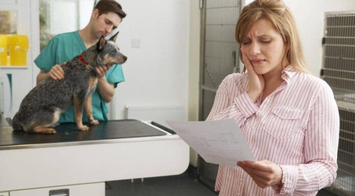 The Importance of Preparing for Unexpected Vet Bills