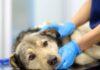 Understanding Esophagitis In Dogs: Symptoms, Causes, Diagnosis, and Treatments