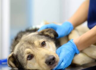 Understanding Esophagitis In Dogs: Symptoms, Causes, Diagnosis, and Treatments