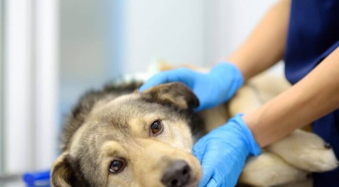 Understanding Esophagitis In Dogs: Symptoms, Causes, Diagnosis, and Treatments