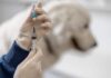 More US Dog Owners Now Suspicious Of Routine Vaccines, Including The Rabies Vaccine