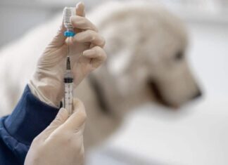 More US Dog Owners Now Suspicious Of Routine Vaccines, Including The Rabies Vaccine