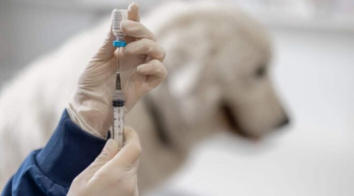 More US Dog Owners Now Suspicious Of Routine Vaccines, Including The Rabies Vaccine