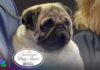 2024 National Dog Show Winner Makes History As First Pug To Win “Best In Show”